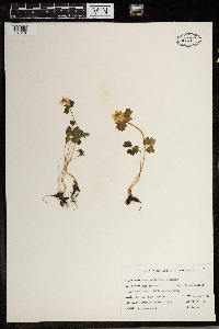 Thalictrum thalictroides image
