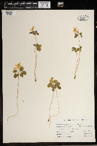 Thalictrum thalictroides image