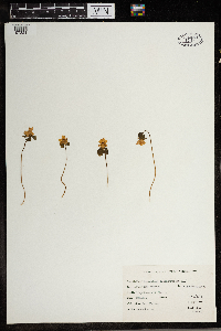 Thalictrum thalictroides image