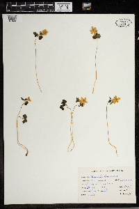 Thalictrum thalictroides image