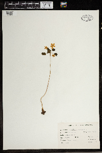 Thalictrum thalictroides image