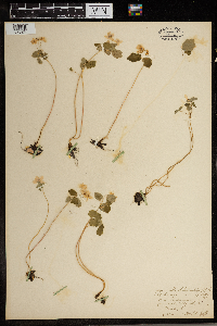 Thalictrum thalictroides image