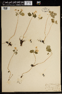 Thalictrum thalictroides image