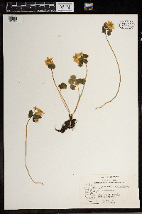 Thalictrum thalictroides image