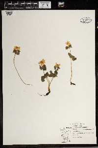 Thalictrum thalictroides image