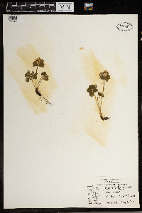 Thalictrum thalictroides image