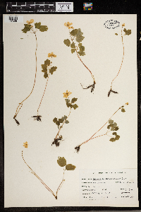 Thalictrum thalictroides image