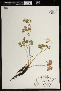 Thalictrum thalictroides image