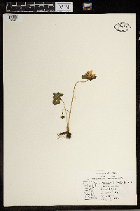 Thalictrum thalictroides image