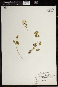 Thalictrum thalictroides image
