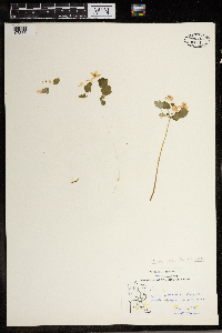 Thalictrum thalictroides image