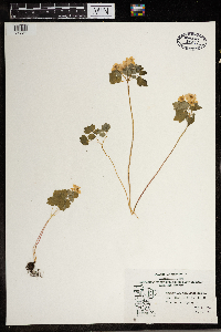 Thalictrum thalictroides image