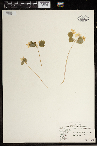 Thalictrum thalictroides image
