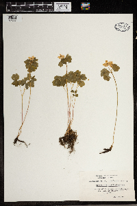 Thalictrum thalictroides image