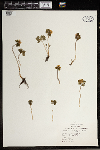Thalictrum thalictroides image