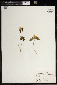 Thalictrum thalictroides image