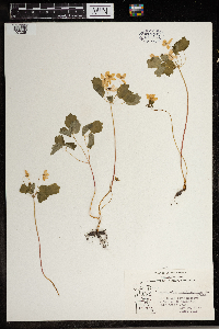 Thalictrum thalictroides image