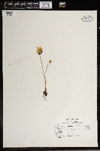 Thalictrum thalictroides image