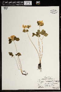 Thalictrum thalictroides image