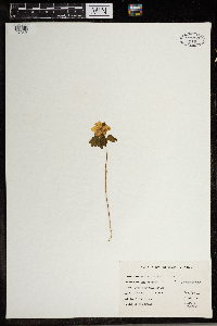 Thalictrum thalictroides image