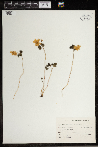 Thalictrum thalictroides image