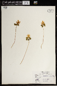 Thalictrum thalictroides image