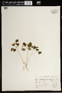 Thalictrum thalictroides image