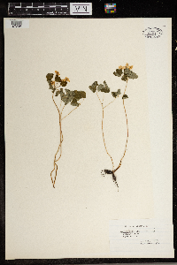 Thalictrum thalictroides image