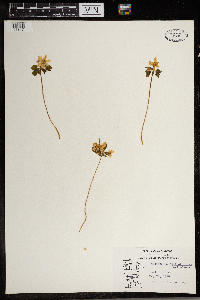 Thalictrum thalictroides image