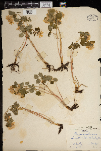 Thalictrum thalictroides image