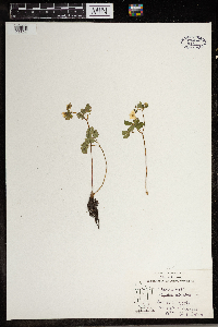 Enemion biternatum image