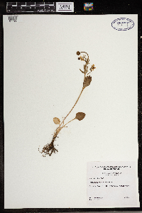 Ranunculus rhomboideus image