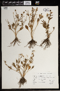 Ranunculus rhomboideus image