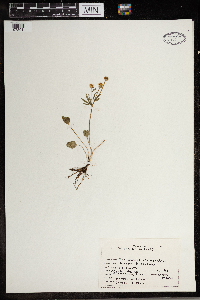 Ranunculus rhomboideus image