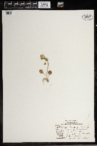 Ranunculus rhomboideus image