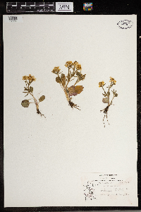 Ranunculus rhomboideus image