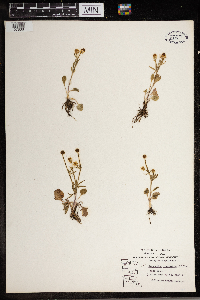 Ranunculus rhomboideus image