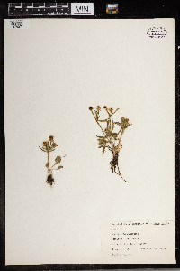 Ranunculus rhomboideus image