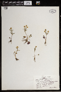 Ranunculus rhomboideus image