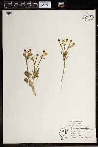 Ranunculus rhomboideus image
