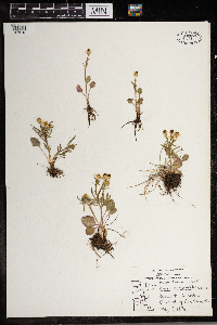 Ranunculus rhomboideus image