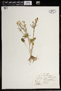 Ranunculus rhomboideus image