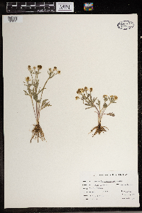 Ranunculus rhomboideus image