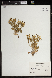 Ranunculus rhomboideus image