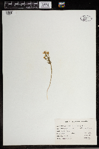 Ranunculus rhomboideus image