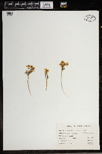 Ranunculus rhomboideus image