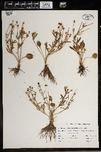 Ranunculus rhomboideus image