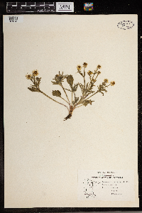 Ranunculus rhomboideus image