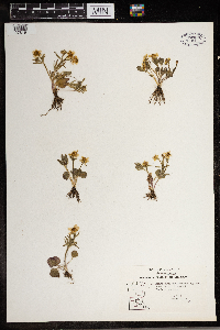 Ranunculus rhomboideus image