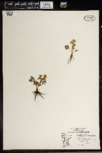 Ranunculus rhomboideus image